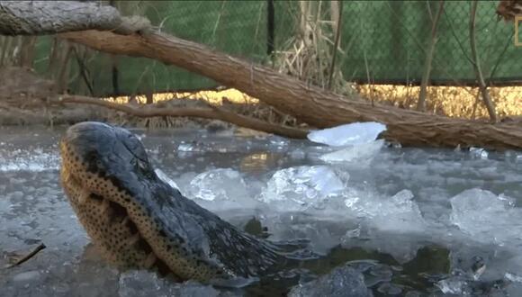 Can a Crocodile Survive in Cold Weather