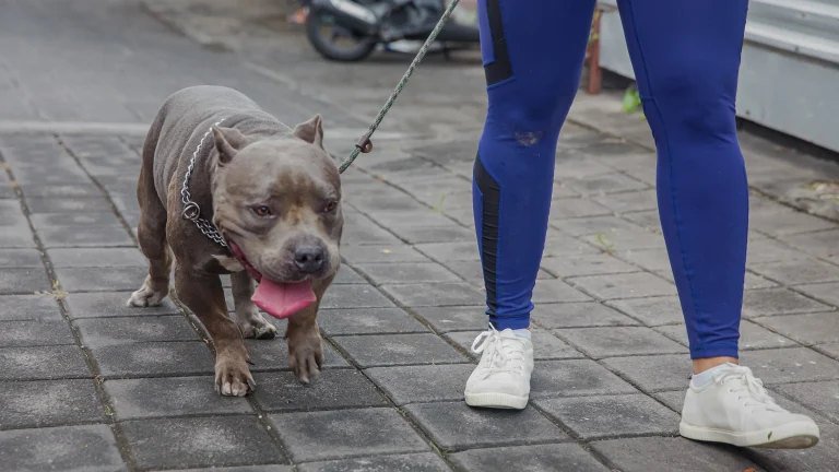 Can a Dog Survive 50 Cold Weather
