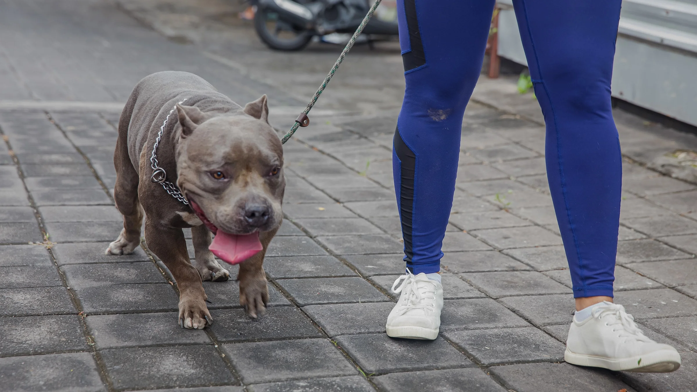 Can a Dog Survive 50 Cold Weather