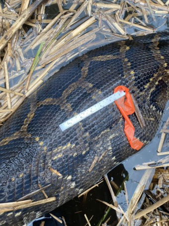 Can a Python Survive Cold Weather