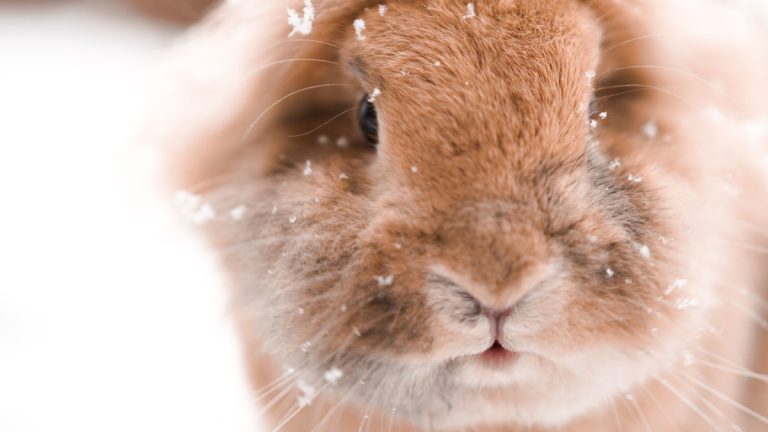 Can a Rabbit Survive in Cold Weather