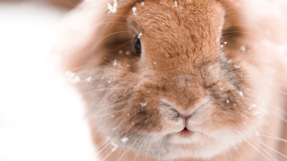 Can a Rabbit Survive in Cold Weather