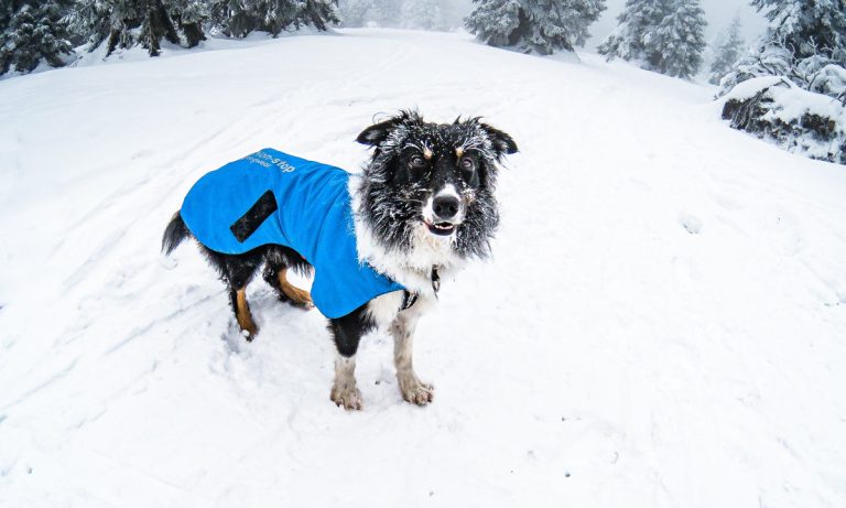 Can a Small Dog Survive Cold Weather