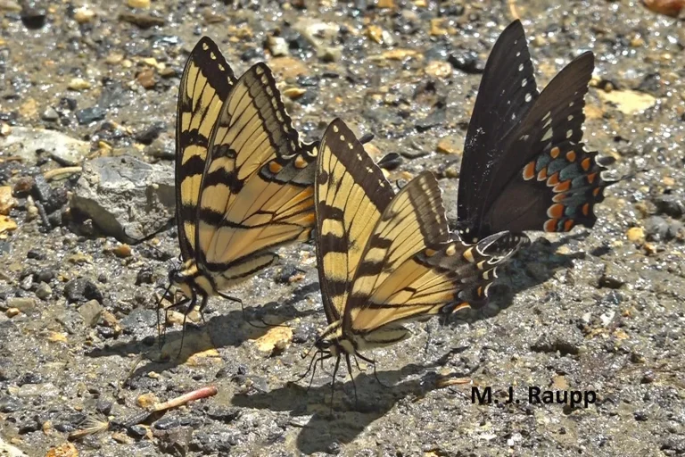 Can a Swallowtail Butterfly Survive Cold Weather