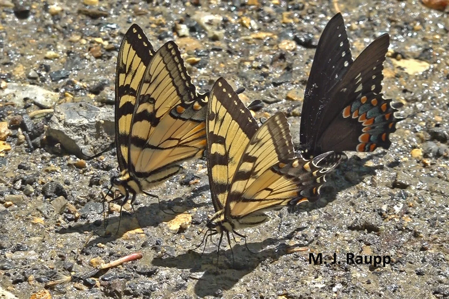 Can a Swallowtail Butterfly Survive Cold Weather