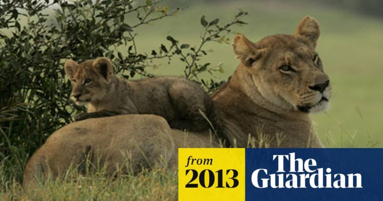 Can African Lions Survive in Cold Weather