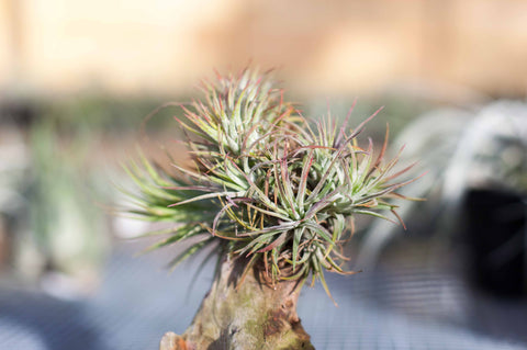 Can Air Plants Survive Cold Weather