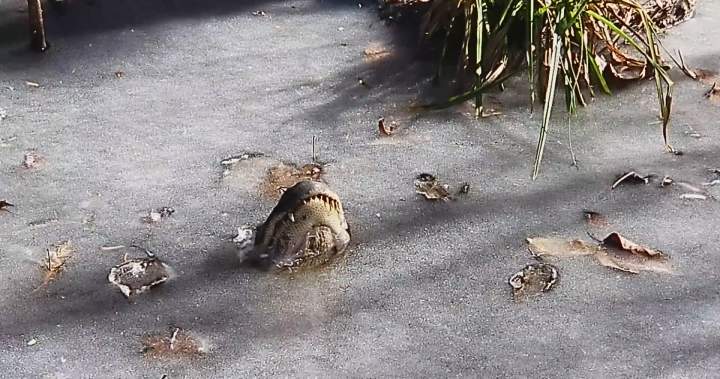Can Alligators Survive Cold Weather