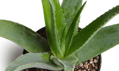 Can Aloe Survive Cold Weather