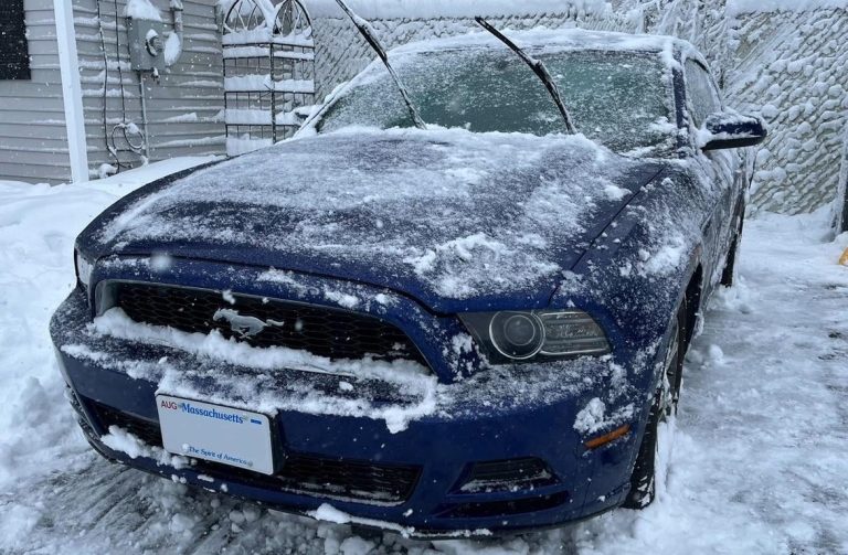 Can American Mustangs Survive Cold Weather