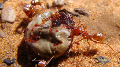 Can Ants Survive Extreme Heat