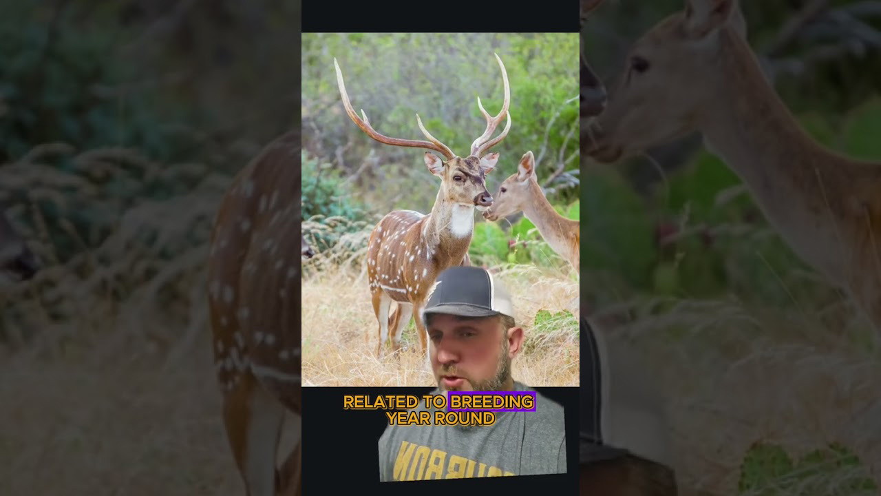 Can Axis Deer Survive in Cold Weather