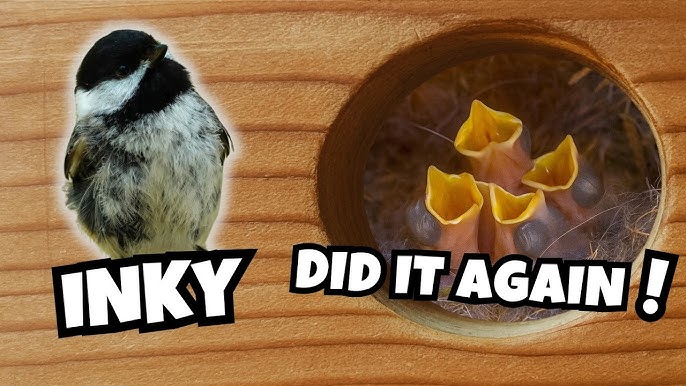Can Baby Birds Survive Cold Weather