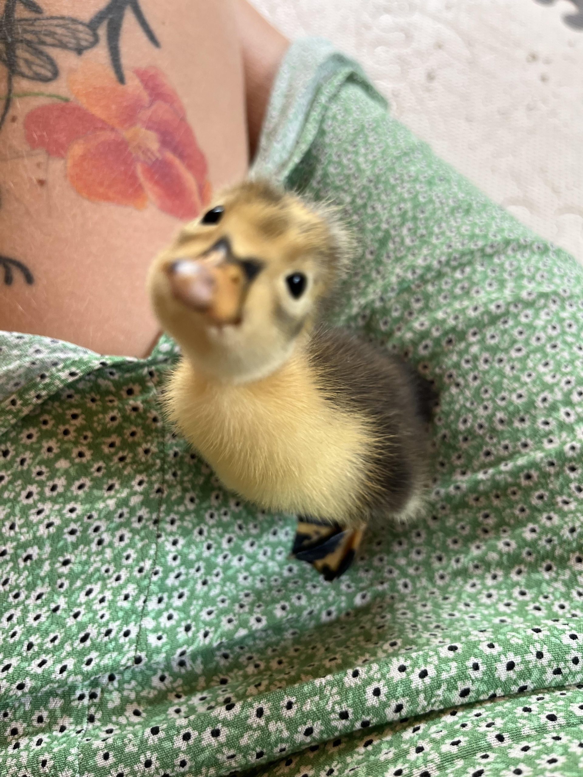 Can Baby Ducks Survive in Cold Weather