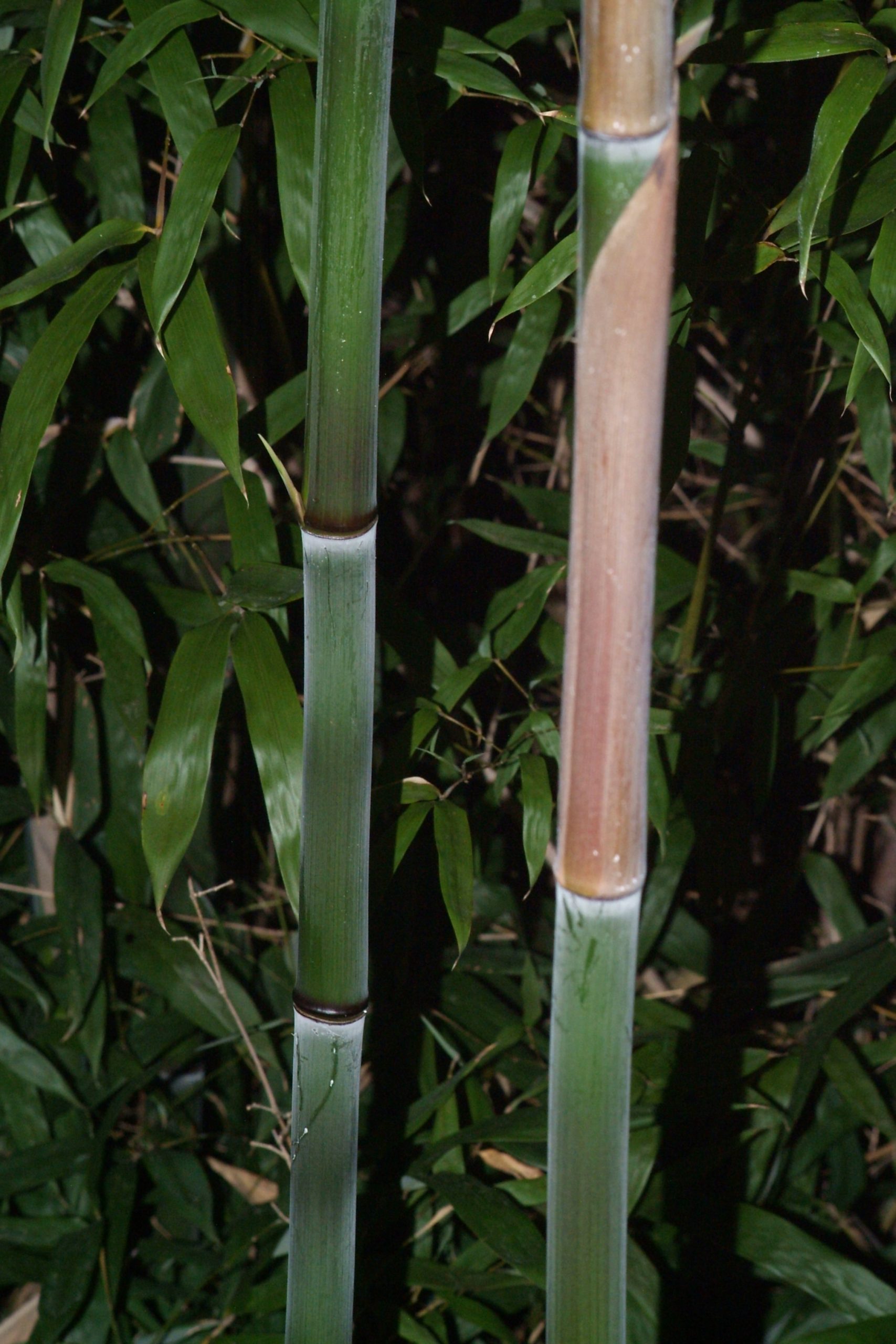 Can Bamboo Survive Cold Weather