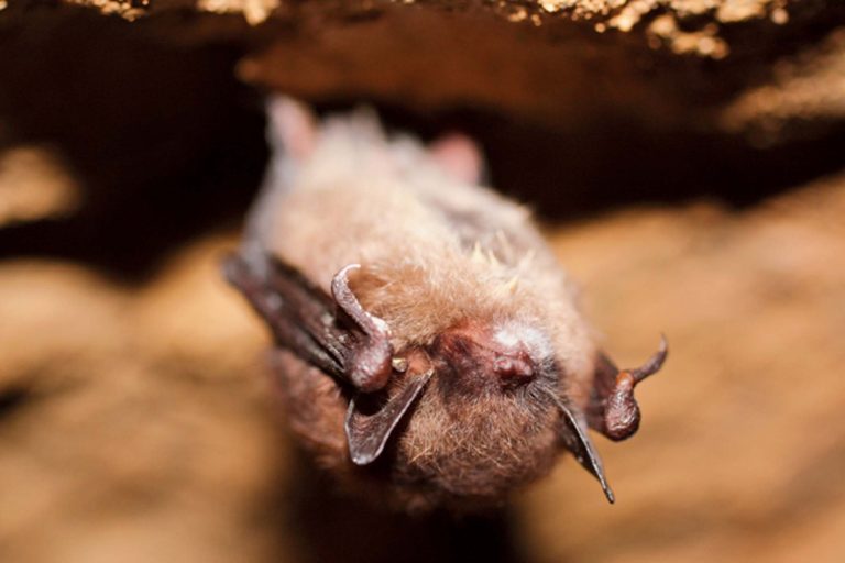 Can Bats Survive in Cold Weather