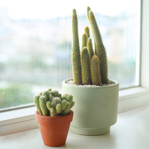 Can Cactus Survive Cold Weather
