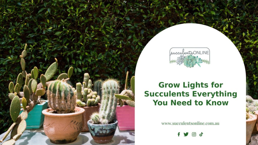 Can Cactus Survive in Artificial Light