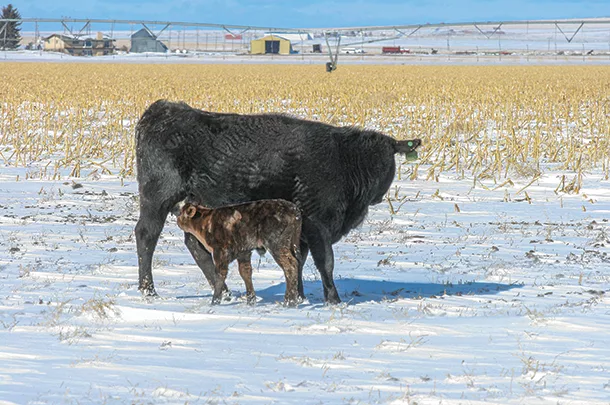 Can Calves Survive Cold Weather