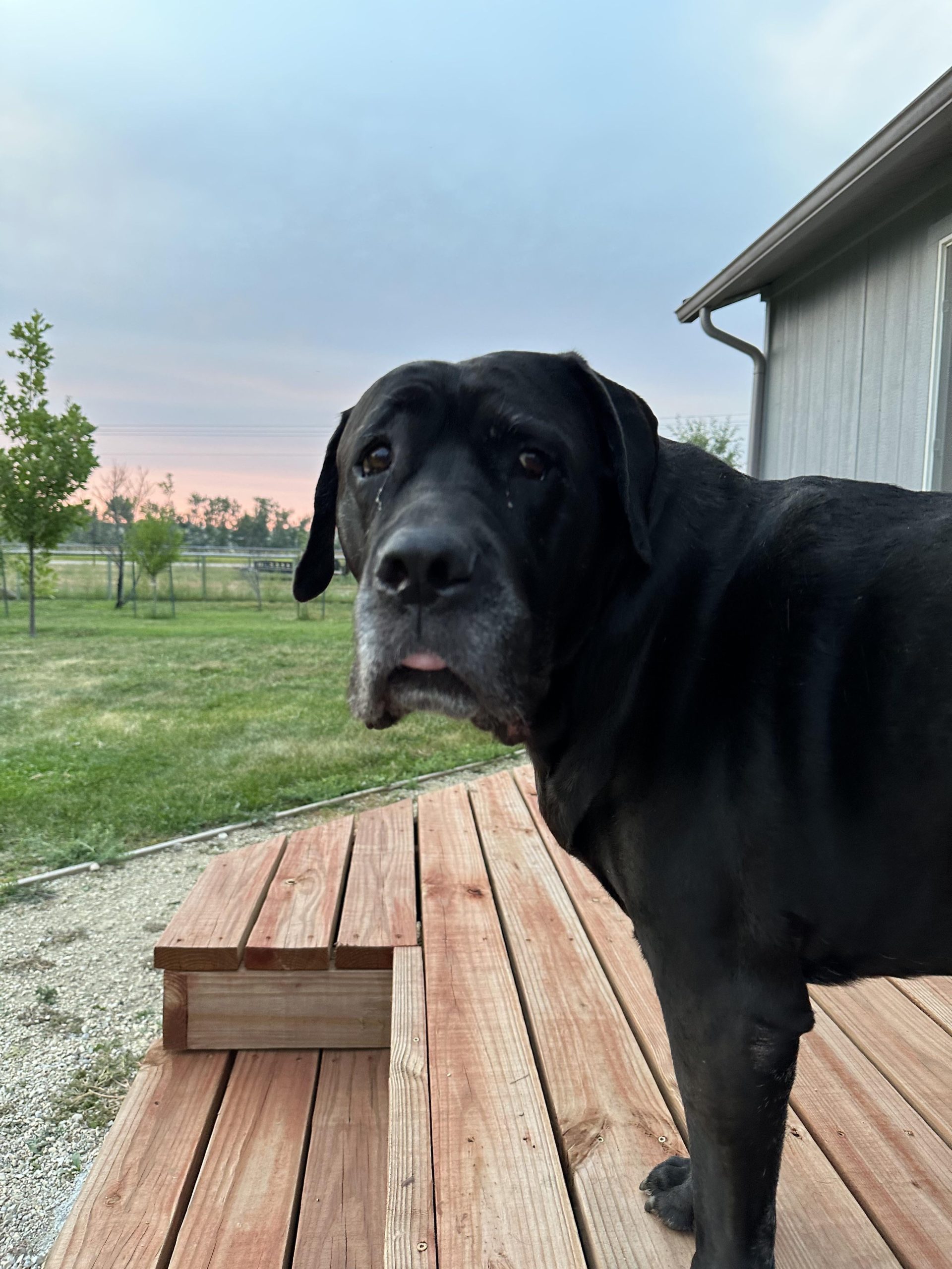 Can Cane Corso Survive Cold Weather