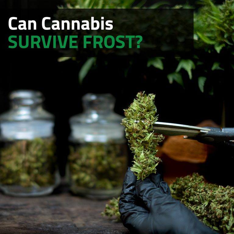 Can Cannabis Plants Survive Cold Weather
