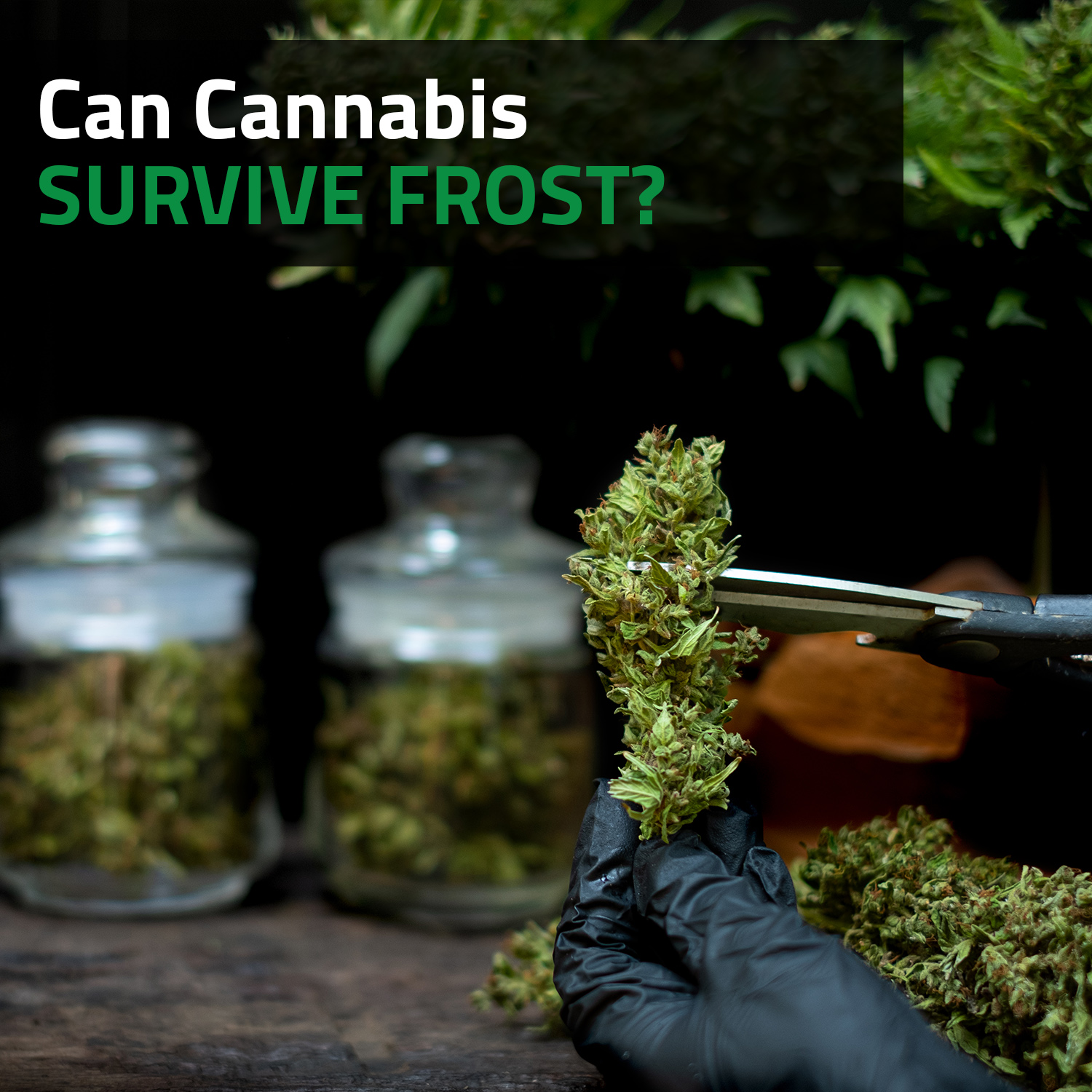 Can Cannabis Plants Survive Cold Weather