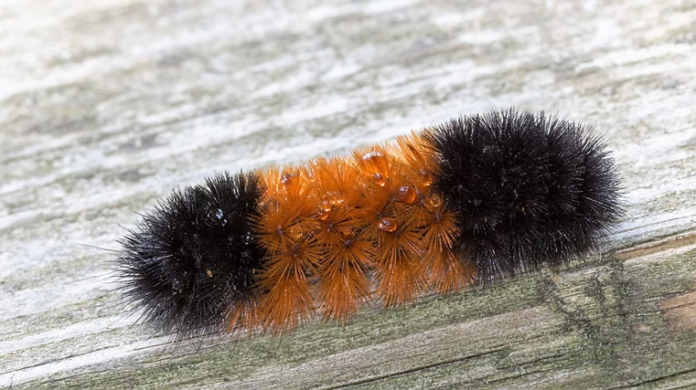 Can Caterpillars Survive Cold Weather