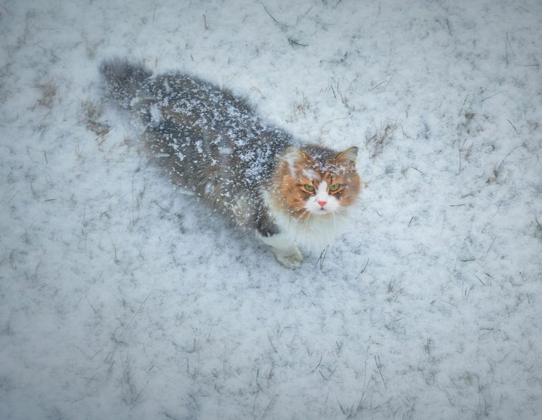 Can Cats Survive in Cold Weather Outside