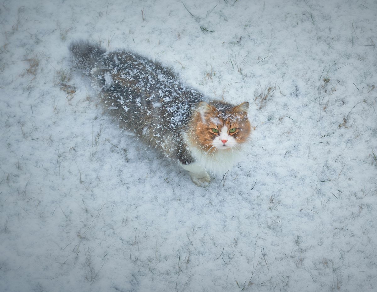 Can Cats Survive Overnight in Cold Weather