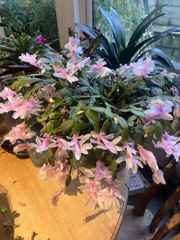 Can Christmas Cactus Survive Cold Weather