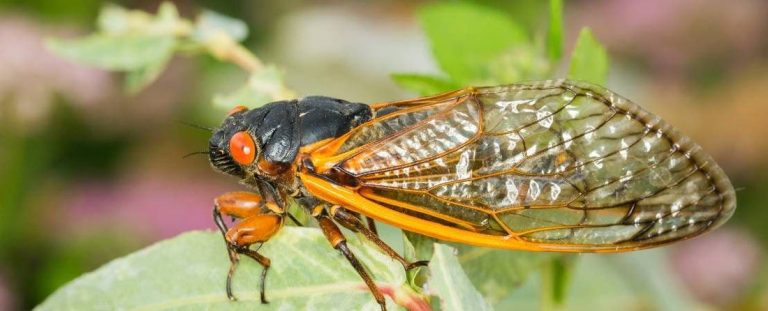 Can Cicadas Survive Cold Weather