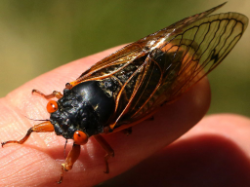 Can Cicadas Survive in Cold Weather
