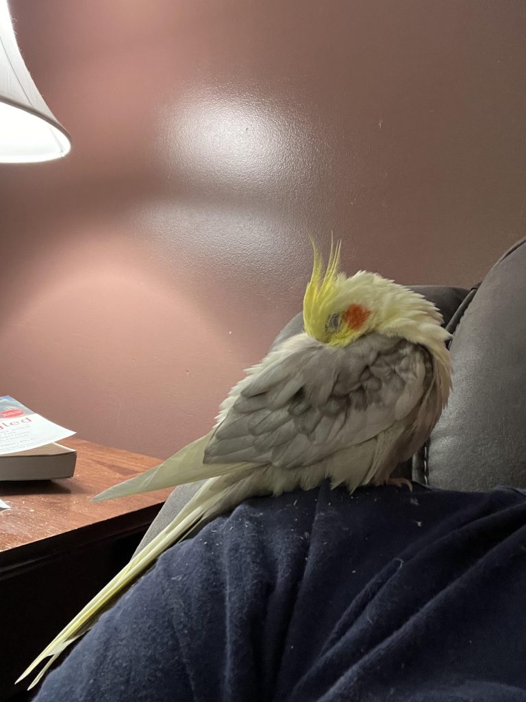 Can Cockatiels Survive in Cold Weather