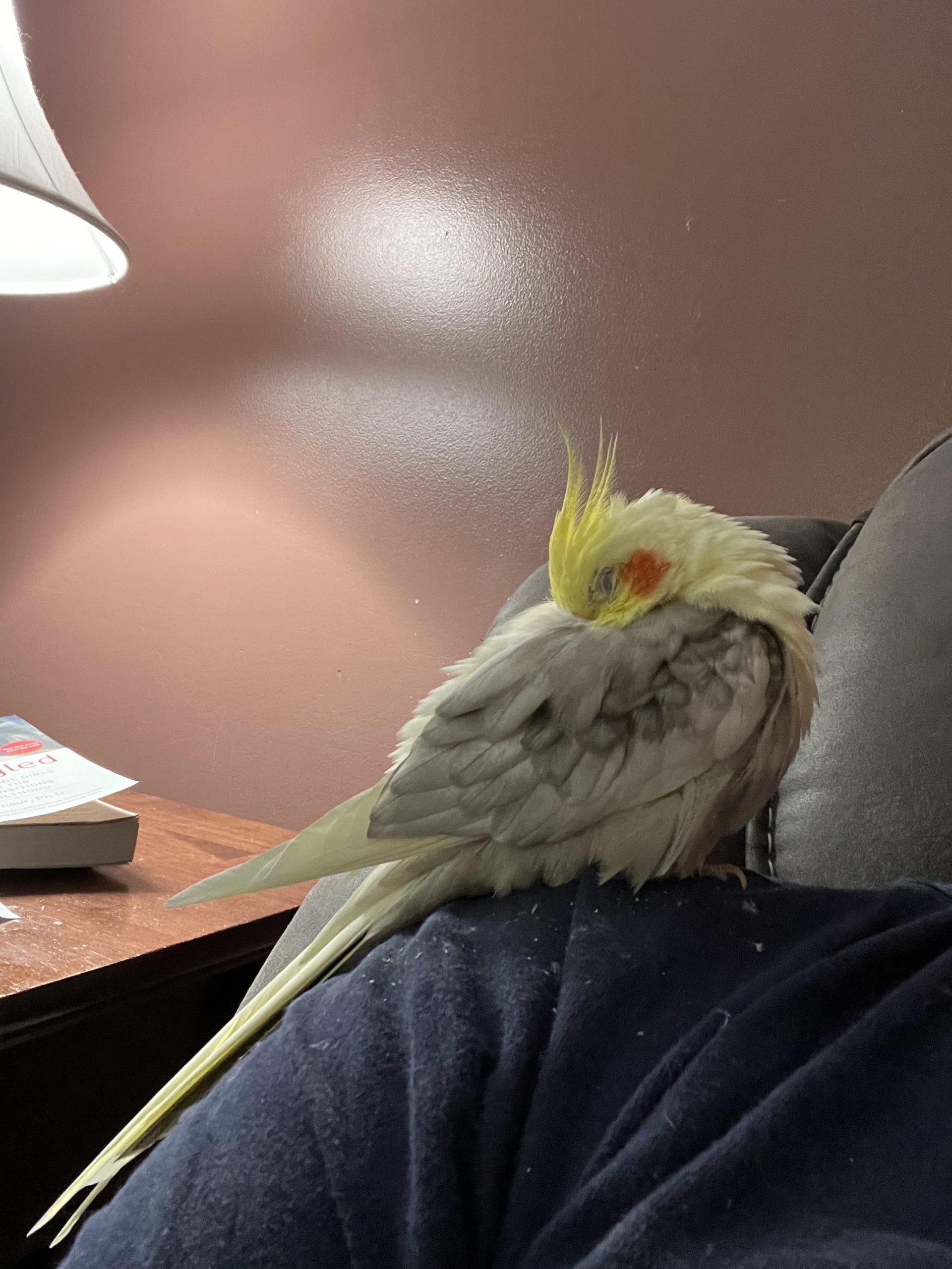 Can Cockatiels Survive in Cold Weather