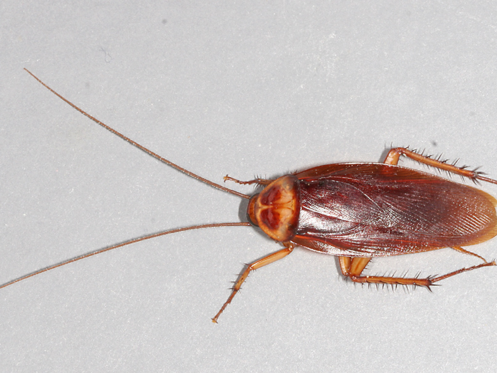 Can Cockroaches Survive in Heat