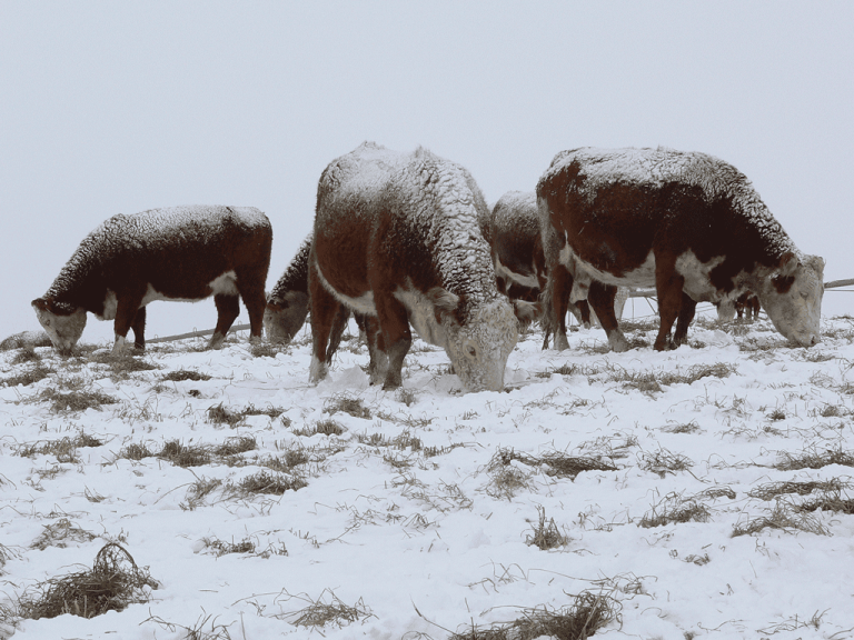 Can Cow Survive Cold Weather