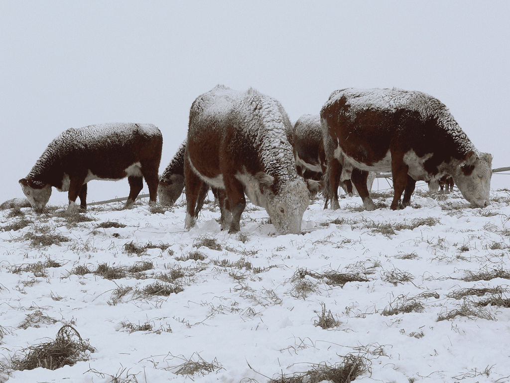 Can Cow Survive Cold Weather