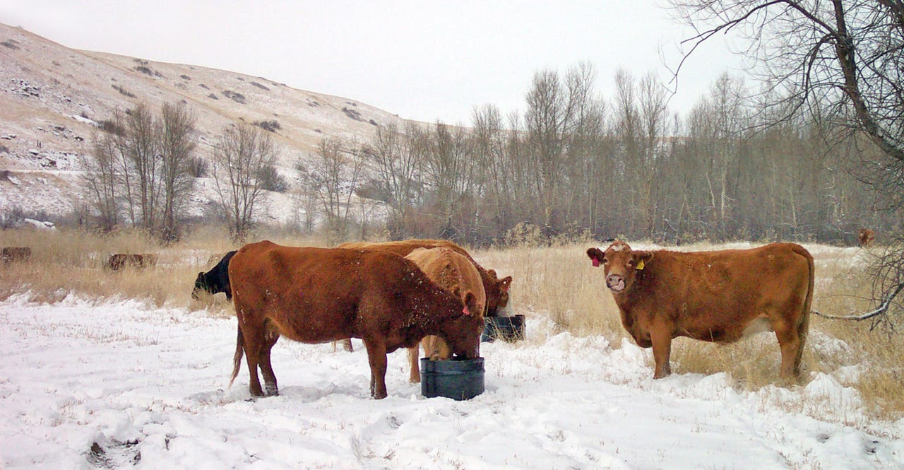 Can Cows Survive Cold Weather