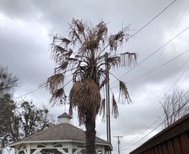 Can Date Trees Survive in Cold Weather