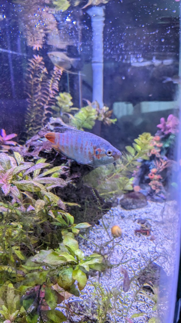 Can Dwarf Gorami Survive Cold Weather