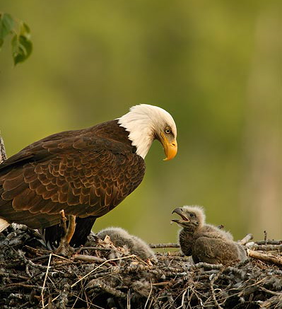 Can Eagle Chicks Survive Cold Weather