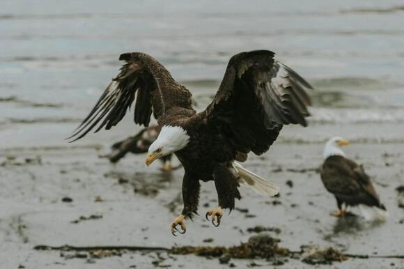 Can Eaglets Survive Cold Weather