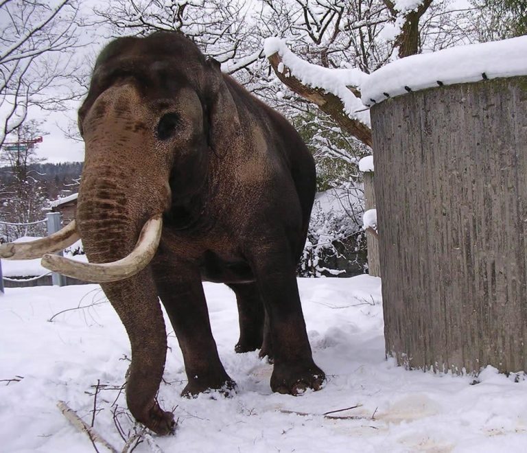 Can Elephants Survive in Cold Weather