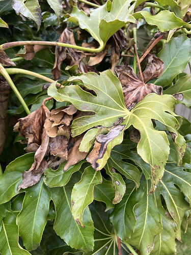 Can Fatsia Survive Cold Weather