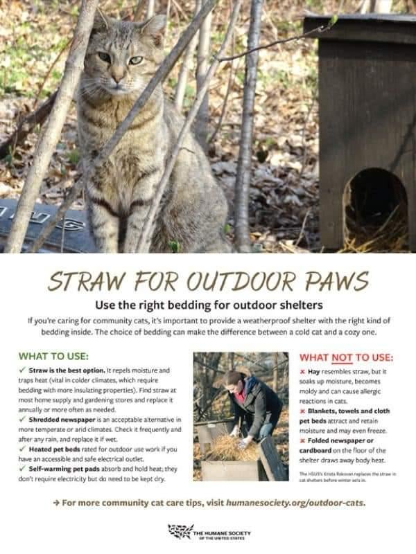 Can Feral House Cats Survive Cold Weather