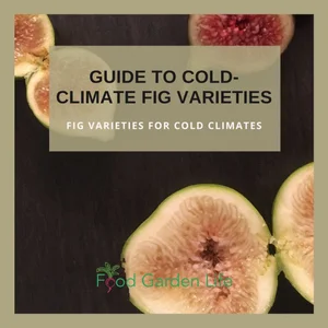 Can Figs Survive Cold Weather