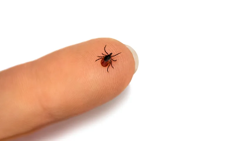 Can Fleas Survive in the Cold Weather