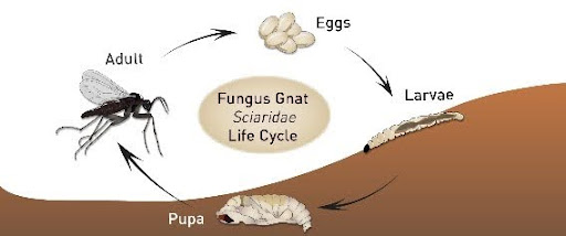 Can Fungus Gnats Survive Cold Weather