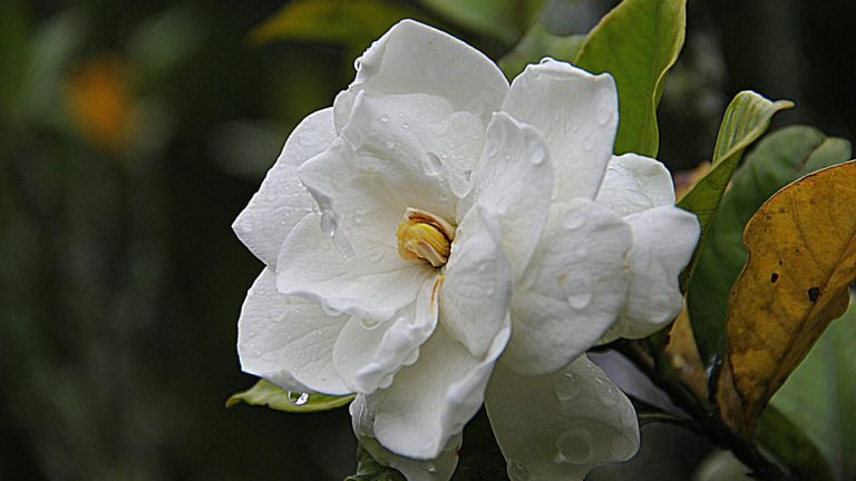Can Gardenias Survive Cold Weather