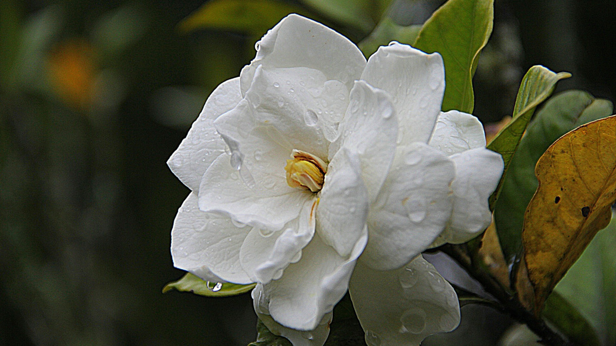 Can Gardenias Survive Cold Weather